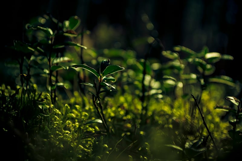 Green Leaves